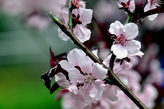 桃花