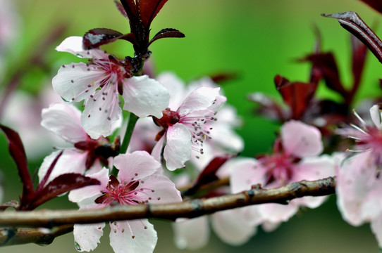 桃花