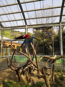 无锡动物园鹦鹉