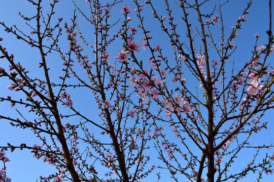 桃花枝