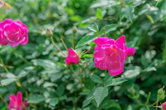 玫瑰花