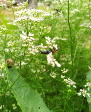 鲜花 花海 白色小花 昆虫