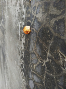 墙上的蜗牛 蜗牛 蜗牛摄影 墙