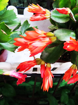 红色花 植物 花瓣 背景 春天