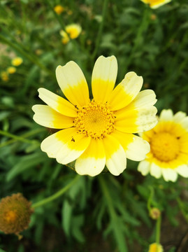 黄色鲜花 春天 美丽 植物