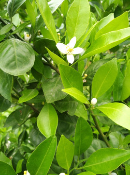 橘子花 春天 花朵 盛开 背景