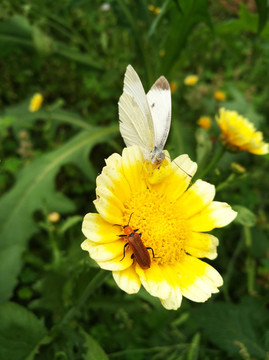 蝴蝶采花粉 甲虫吃花蜜
