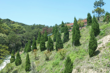 山坡绿树