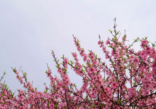 桃花