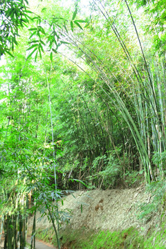 赤水红石野谷 竹海风光