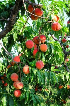 桃子满树