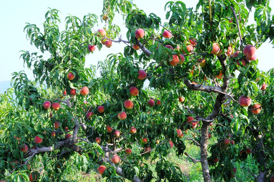 桃树种植园