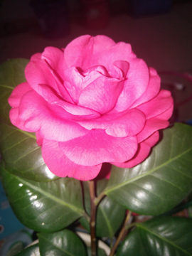 茶花