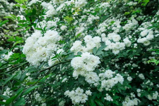 野生白色蔷薇花墙