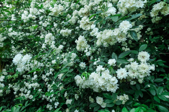 野生白色蔷薇花墙