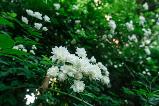 野生白色蔷薇花墙