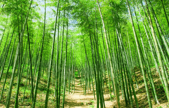 翠竹林 绿树林 竹子