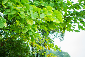 黄角树树叶