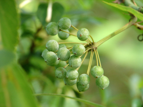 药用植物拔葜果实