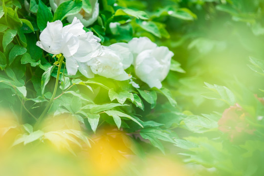 牡丹花