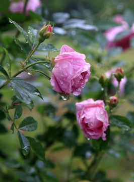 雨中蔷薇花