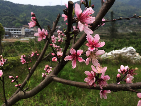 树枝的桃花