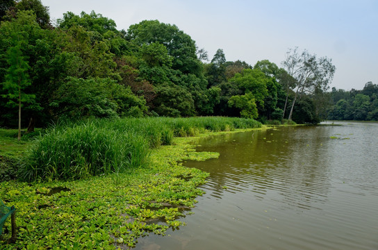 森林公园 湿地