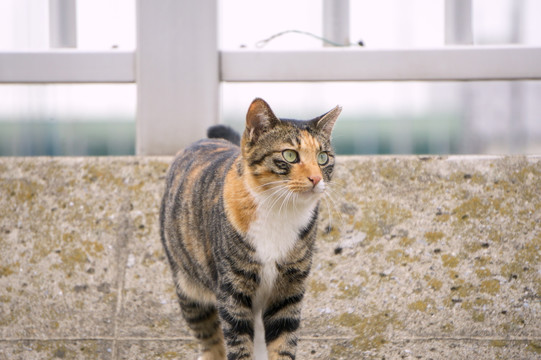 小猫 野猫