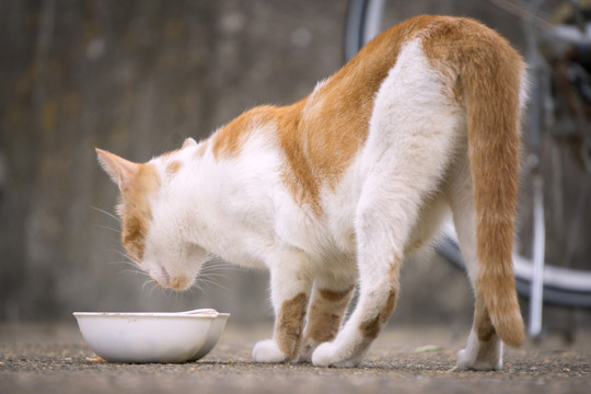 小猫进食