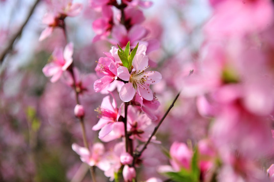 桃花