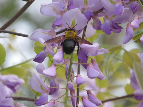 紫藤花上的黑蜂