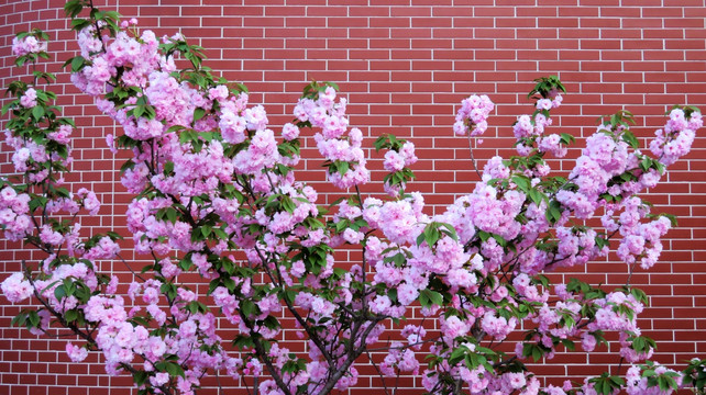 红砖墙前樱花树