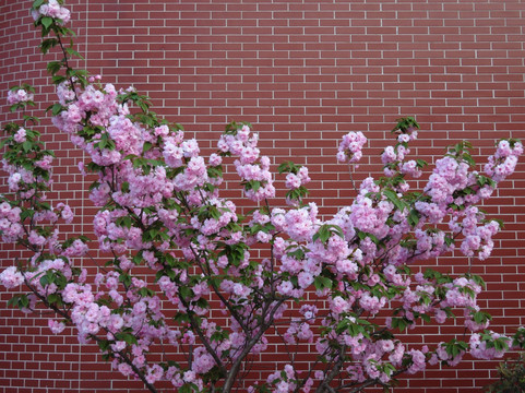 红砖墙背景的樱花