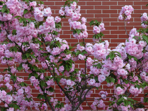 砖墙樱花背景