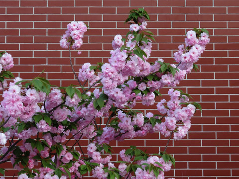 红砖墙背景的盛开樱花