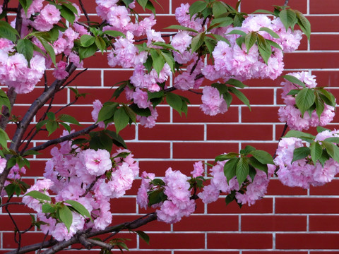 樱花红砖墙背景