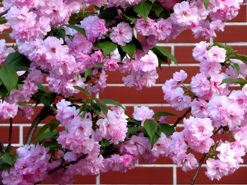 樱花 砖墙
