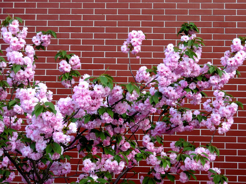 樱花树 红砖墙