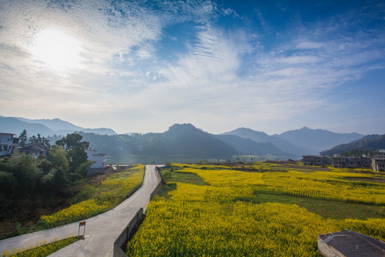 新安江山水画廊 油菜花