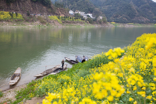 新安江山水画廊 油菜花 小船