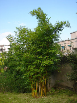 住宅小区种植的竹子