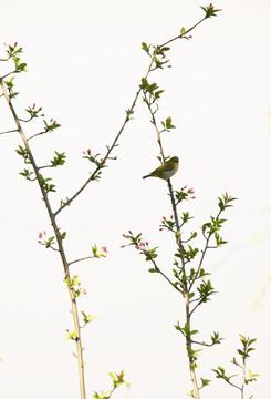 绣眼春花