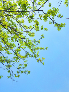 小清新 树叶与蓝天