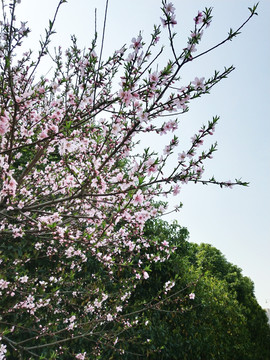 桃花树枝