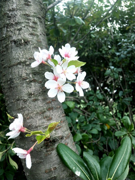 树杆上的花