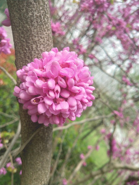 紫荆 花卉