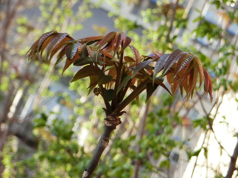 香椿芽 香椿叶