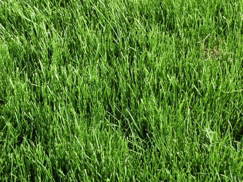 草皮 绿草坪 草地素材