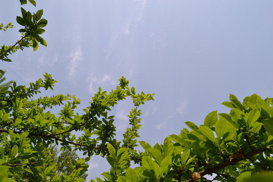 树下天空