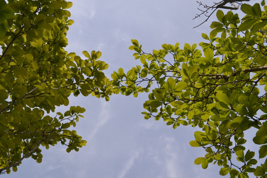 树下的天空